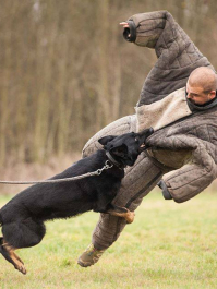 Mann gegen Hund Krakau