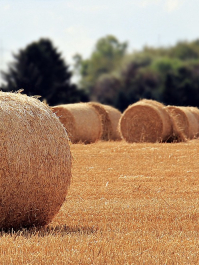 Bauernolympiade Schwarzwald