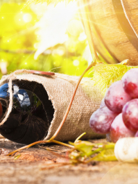 Weingut-Tour Mallorca