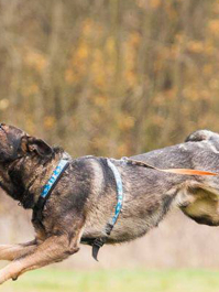 Junggesellen-Hundejagd Prag